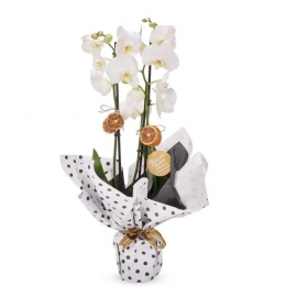 Tasarım Beyaz Orkide