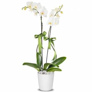 Seramik Saksılı Beyaz Orkide